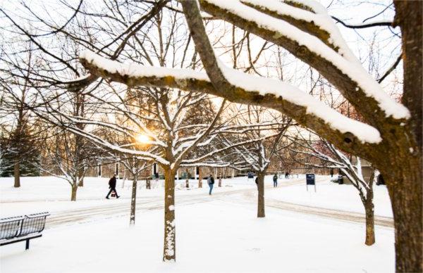 A warm early morning sun peaks through the snow covered tree branches of many trees.