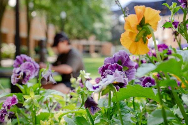  A person sits out of focus behind a row of yellow and purple flowers. 